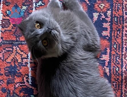 Scottish Fold Kedime eş arıyorum