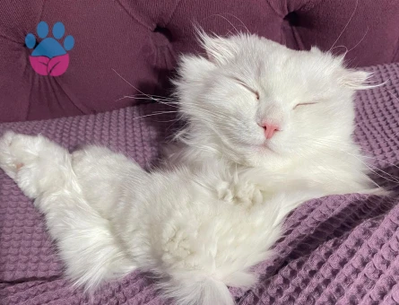 British Longhair Dişi kedimize eş arıyoruz