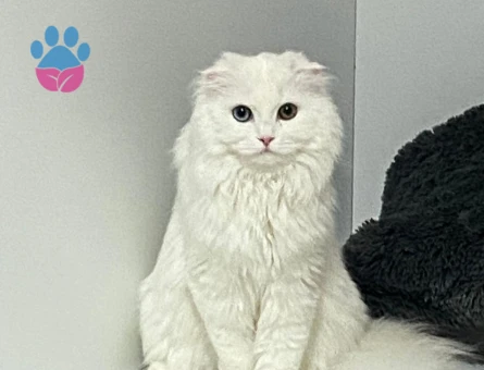 British Longhair Dişi kedimize eş arıyoruz