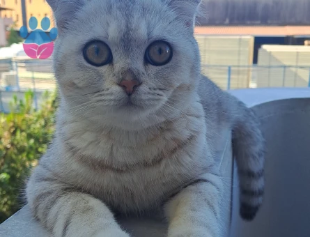 Scottish Fold oğlum pikoya Eş arıyorum