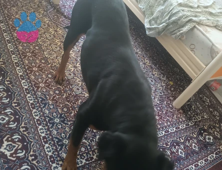 Robot weiler 1,5 Yaşında Eş Arıyor