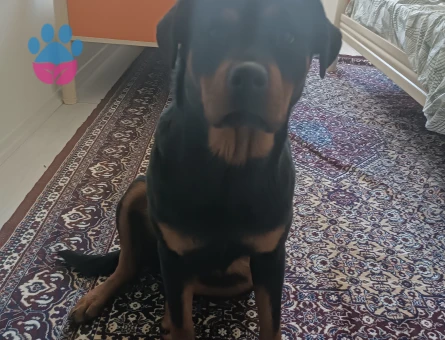 Robot weiler 1,5 Yaşında Eş Arıyor