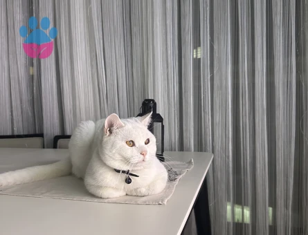 British longhair 1 Yaşında Eş Arıyor