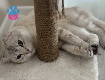 Scottish erkek için eş arıyorum