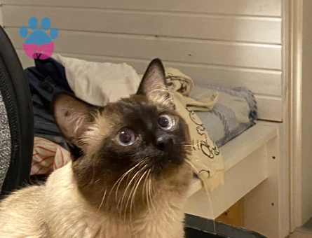 Siyam 7 Yaşında Kedime Dişi eş arıyoruz