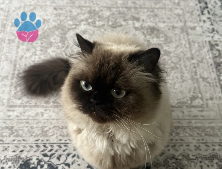 Himalayan 1 Yaşında Kedim Eş Arıyor