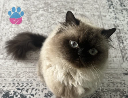 Himalayan 1 Yaşında Kedim Eş Arıyor