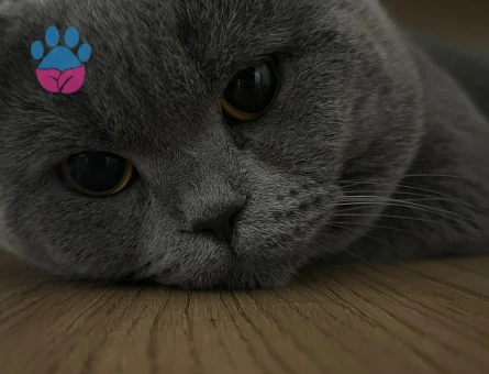 Oğluma dişi aşılı eş arıyorum