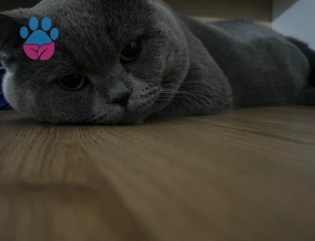 Oğluma dişi aşılı eş arıyorum