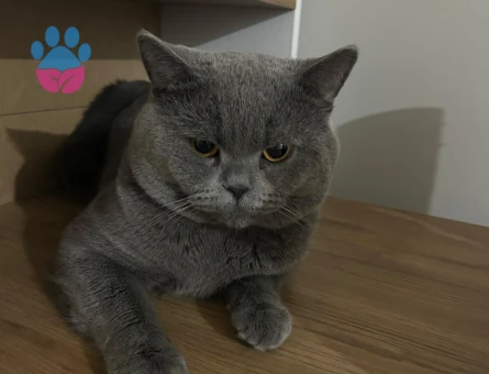 Oğluma dişi aşılı eş arıyorum