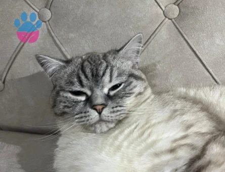 Pamuk hanım yakışıklı erkeğini ariyor