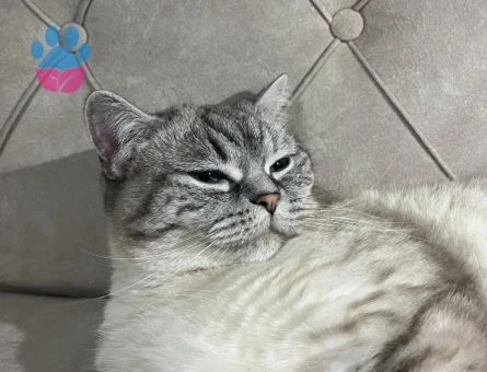 Pamuk hanım yakışıklı erkeğini ariyor