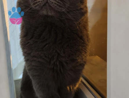 Erkek kedime eş arıyorum