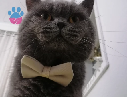 Erkek kedime eş arıyorum