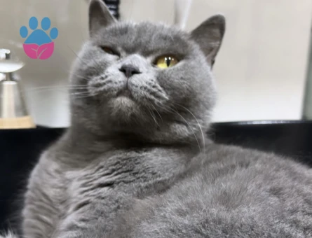 British Shorthair Mia Eş Arıyor