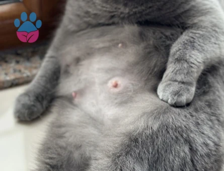 British Shorthair Mia Eş Arıyor