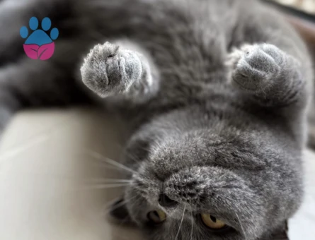 British Shorthair Mia Eş Arıyor