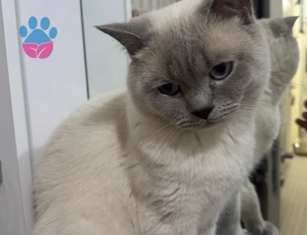 Yakışıklı oğlumuza eş arıyoruz