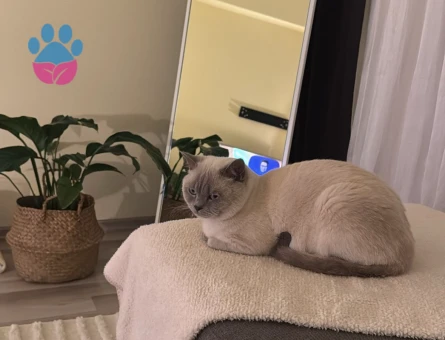 Yakışıklı oğlumuza eş arıyoruz