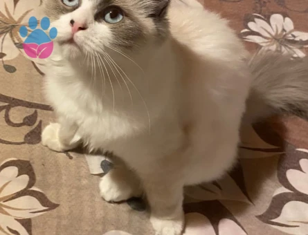 Chocolate Bi-colour (Lilac Carrier) Ragdoll Kızımız İçin Eşleşme İlanı