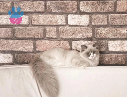 Chocolate Bi-colour (Lilac Carrier) Ragdoll Kızımız İçin Eşleşme İlanı