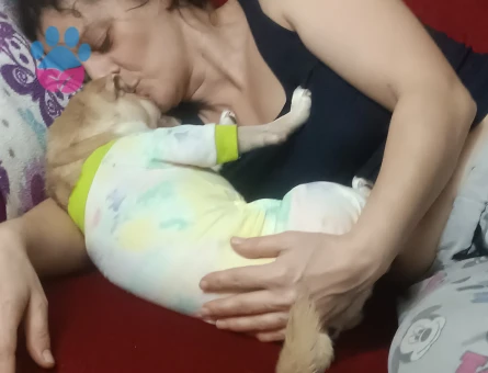 Chuhiha Kızgınlıkta Eş Arıyoruz