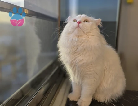 Oglumuza eş ariyoruz