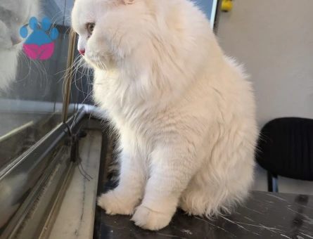 Oglumuza eş ariyoruz