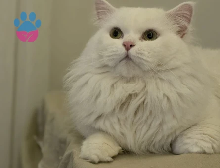 Oglumuza eş ariyoruz