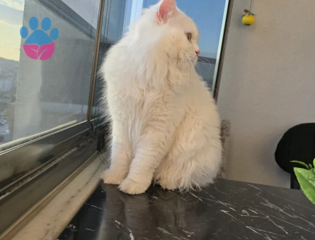 Oglumuza eş ariyoruz