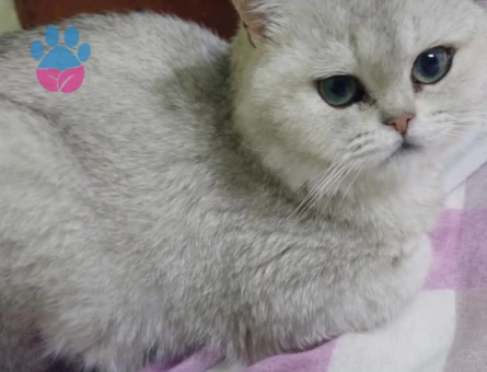 Güzel kızıma damat arıyoruz