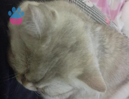 Güzel kızıma damat arıyoruz