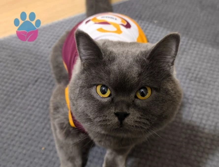 British Shorthair Kedim İçin Eş Arıyorum