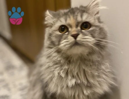 Güzel kızıma eş arıyoruz