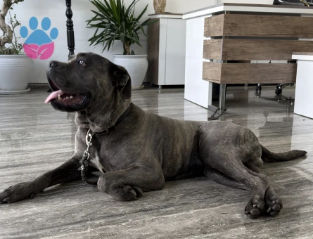 Cane Corso Dişi Arıyoruz
