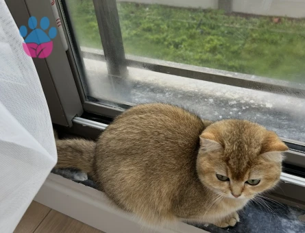 Brıtısh shorthair dişi kedime eş arıyorum