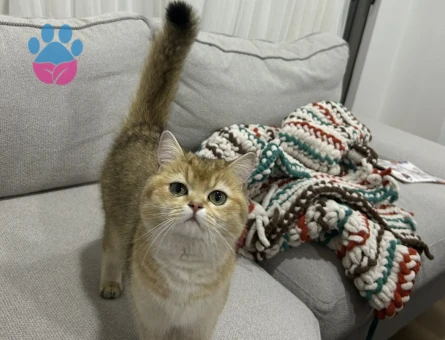 Brıtısh shorthair dişi kedime eş arıyorum