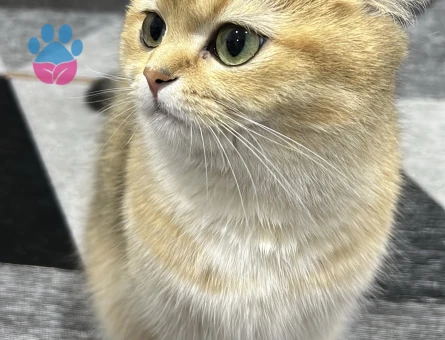 Brıtısh shorthair dişi kedime eş arıyorum