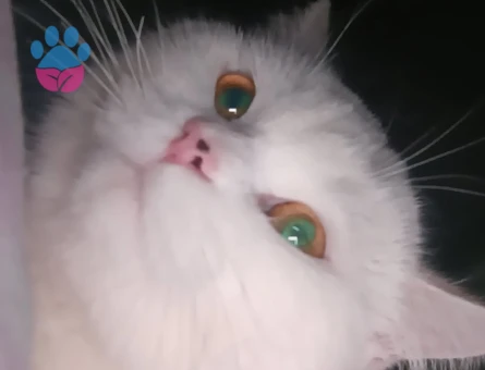 British Shorthair Kedime Eş arıyorum