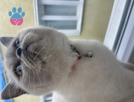 1 Yaşında British Kedime Eş Arıyorum