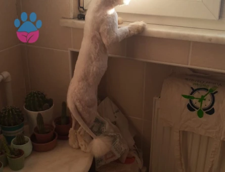 Erkek İran Kedimiz Kurti Bey Dişisini Arıyor