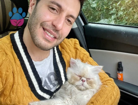 Erkek İran Kedimiz Kurti Bey Dişisini Arıyor