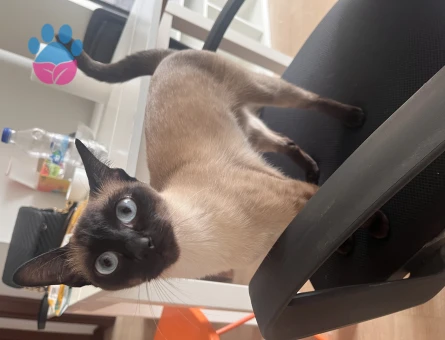 Siyam 1 Yaşında Kedim Eş Arıyor