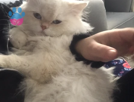 Dişi kedı arıyorum