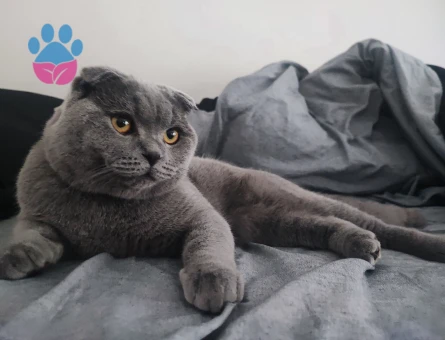 Oğluma Eş arıyorum