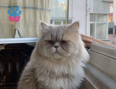 Kedime eş arıyorum