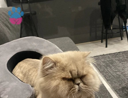 Kedime eş arıyorum