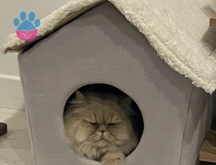 Kedime eş arıyorum