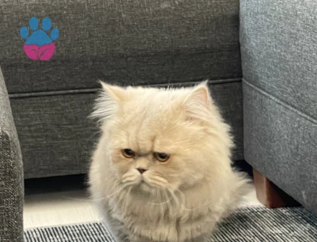 Kedime eş arıyorum