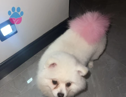 DİŞİ KÖPEGİME EŞ ARIYORUM